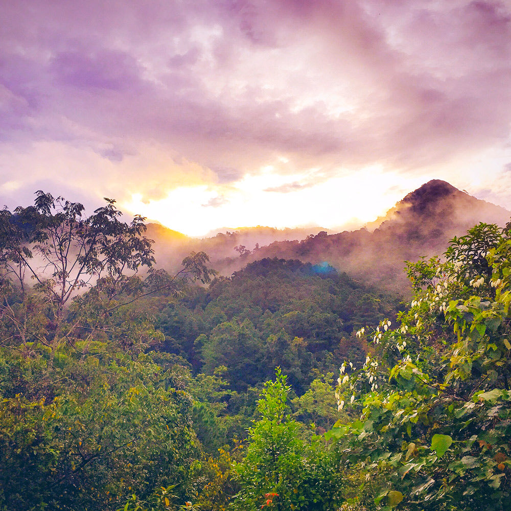 AMAZONIA Candle 130g